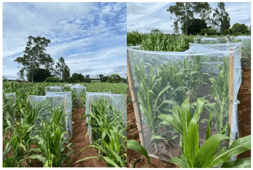 Integrado participa do 38º Encontro Estadual de Sericicultura Integrado participa do 38º Encontro Estadual de Sericicultura