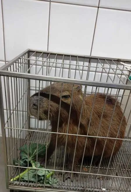 Capivara ferida é resgatada e tratada na clínica veterinária do Centro Universitário Integrado Capivara ferida é resgatada e tratada na clínica veterinária do Centro Universitário Integrado