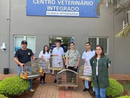 Curió, ave ameaçada de extinção, é resgatado com mais 12 pássaros em Campo Mourão Curió, ave ameaçada de extinção, é resgatado com mais 12 pássaros em Campo Mourão